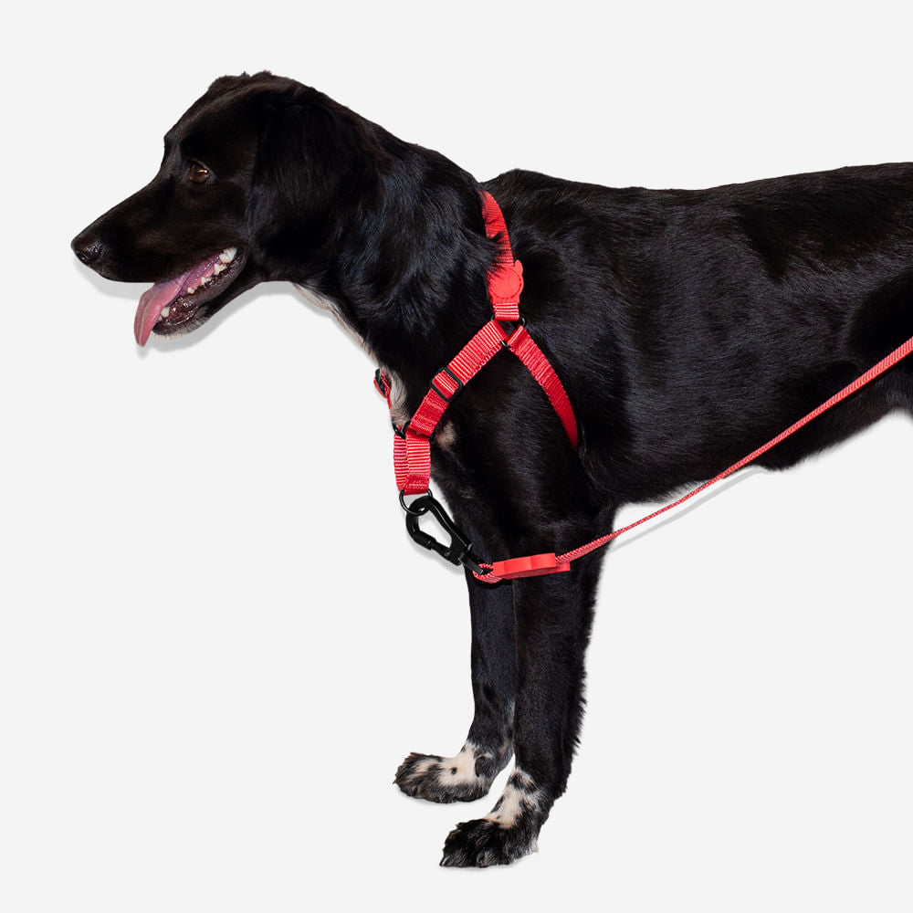 Coral store dog harness