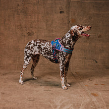 ZeeDog Fly Harness - Reebok Aerobic