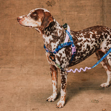 ZeeDog Softer Walk Harness - Reebok Trekk