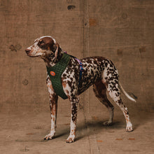 ZeeDog Adjustable Air Mesh Harness - Reebok Trekk