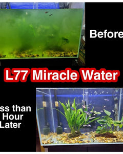 L77 - Miracle Water
