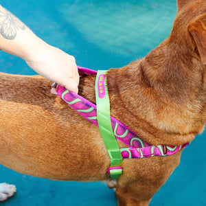 ZeeDog Softer Walk Harness - H3D Jelly